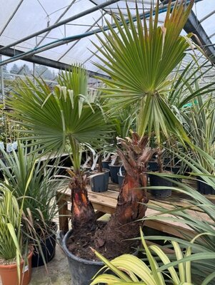 Washingtonia - (Mexican Fan Palm) - 90L Double Stem - image 2