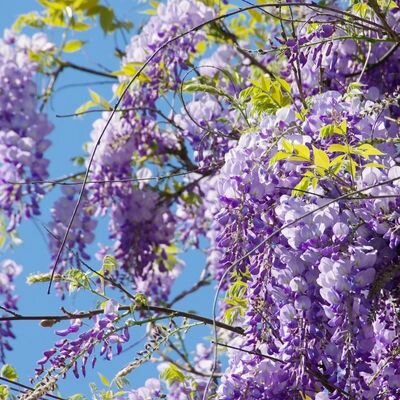 Wisteria brachybotrys 'Ikoyama Fuji' (Mauve) Umbrella - 55L - 180cm