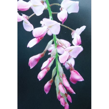 Wisteria brachybotrys 'Showa-Beni' - (Pale pink) - 2.5m
