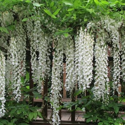 Wisteria floribunda 'Schiro Noda' (White) - 1/2 Std - 50L -140cm clear ...