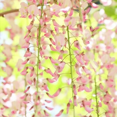 Wisteria floribunda 'Showa-Beni' (Pale pink) - 1/2 Std - 50L -140cm clear stem