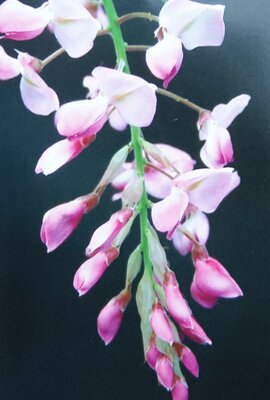 Wisteria sinensis 'Showa-Beni' (Pale pink) Umbrella - 50L - image 1