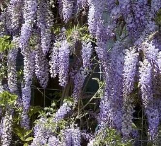 Wisteriasi sinensis 'Prolific' (Deep blue) Umbrella - 55L - 180cm