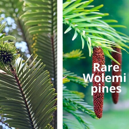 Wolemi Pine - 2FT - image 1