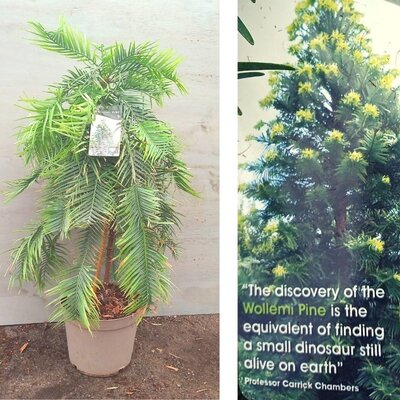 Wolemi Pine - 2FT - image 2