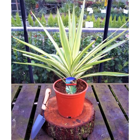 Yucca Elephantipes Jewel 3.5L