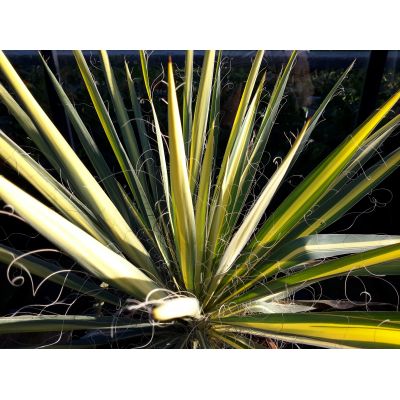 Yucca Filamentosa Color Guard 5L - image 2