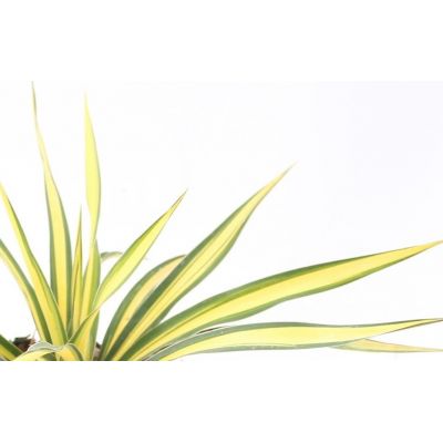 Yucca Filamentosa Color Guard 5L - image 3