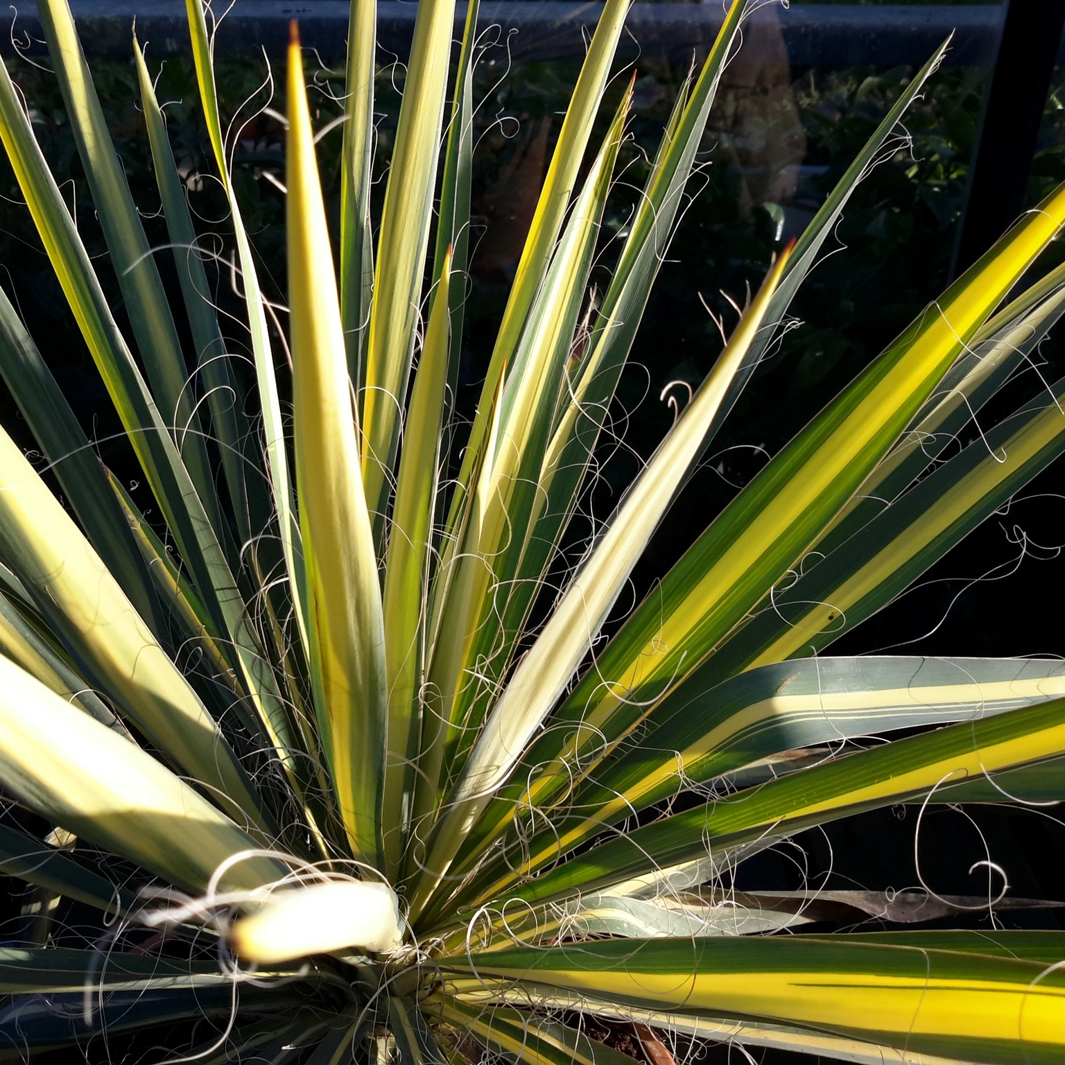 Yucca Filamentosa - Variegated - 50cm - Windlestone Nursery & Garden ...