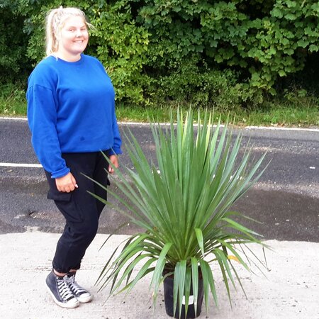 Yucca Gloriosa - 9L - 60cm  - image 1