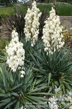 Yucca Gloriosa - 9L - 60cm  - image 2