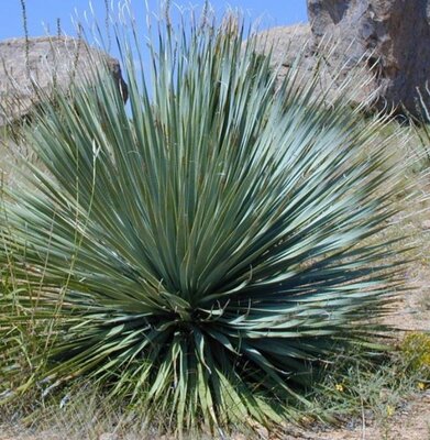 Yucca Rostrata - 20L - 100cm